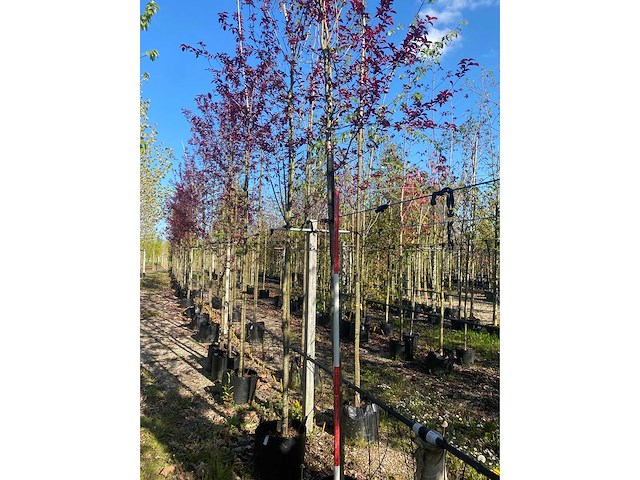 Ornamental tree (3x) - afbeelding 3 van  3