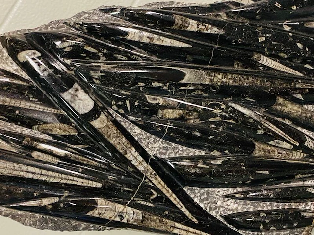 Orthoceras fossielplaat op standaard - afbeelding 4 van  7