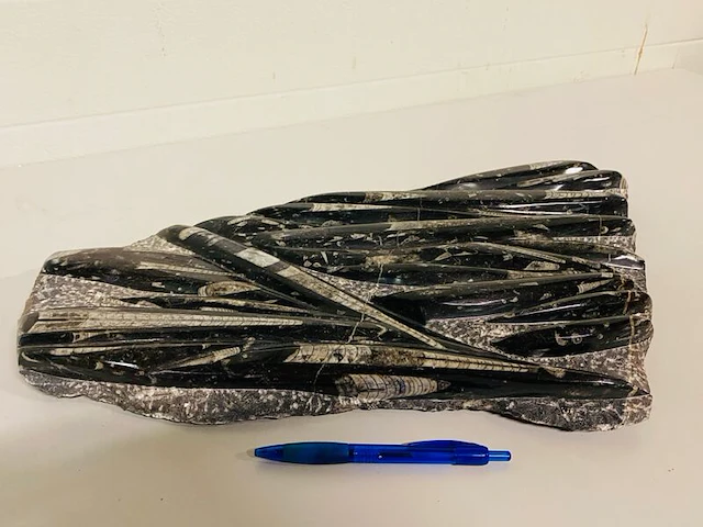 Orthoceras fossielplaat op standaard - afbeelding 5 van  7