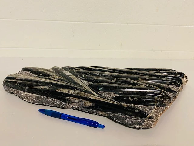 Orthoceras fossielplaat op standaard - afbeelding 6 van  7