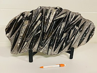 Orthoceras fossielplaat + standaard - afbeelding 1 van  6