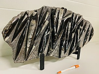 Orthoceras fossielplaat + standaard - afbeelding 2 van  6