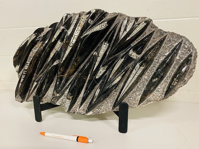Orthoceras fossielplaat + standaard - afbeelding 3 van  6