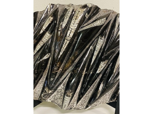 Orthoceras fossielplaat + standaard - afbeelding 4 van  6