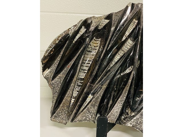 Orthoceras fossielplaat + standaard - afbeelding 5 van  6