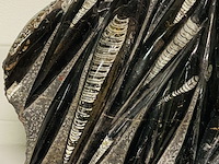 Orthoceras fossielplaat + standaard - afbeelding 5 van  6