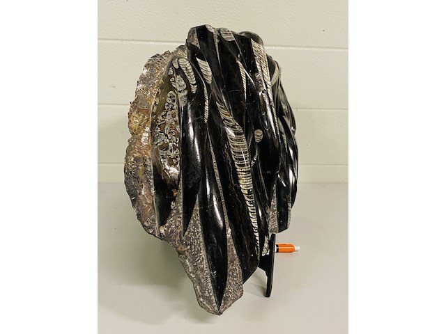 Orthoceras fossielplaat + standaard - afbeelding 6 van  6