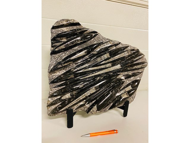 Orthoceras fossielplaat + standaard - afbeelding 1 van  8