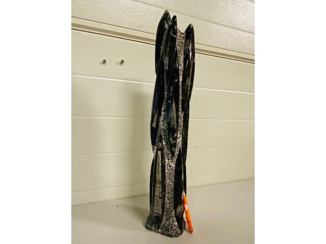 Orthoceras toren xxl - afbeelding 2 van  6