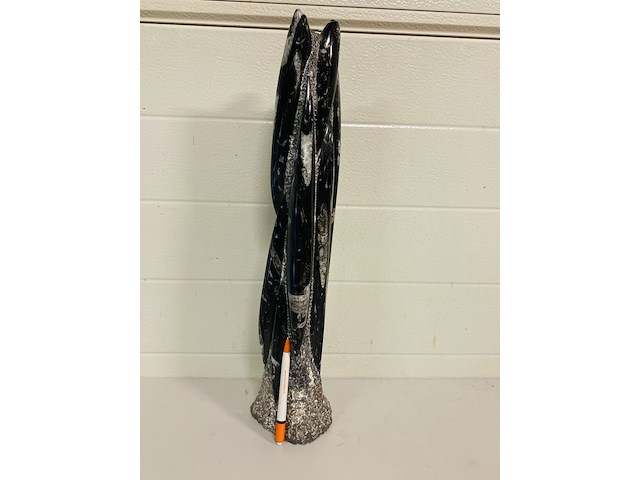 Orthoceras toren - afbeelding 7 van  9