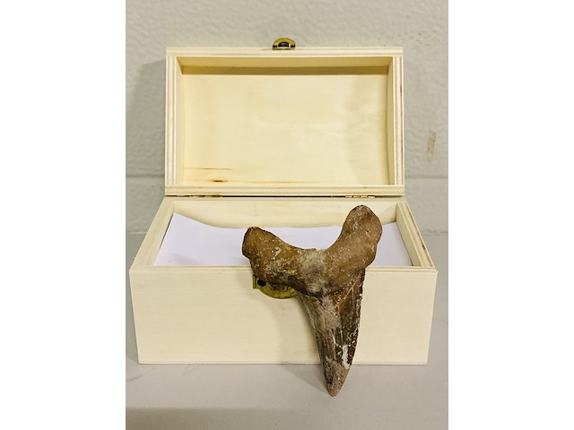 Otodus solokovi tand 8,6cm - afbeelding 1 van  4