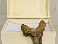 Otodus solokovi tand 8,6cm - afbeelding 1 van  4