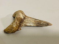 Otodus solokovi tand 8,6cm - afbeelding 2 van  4