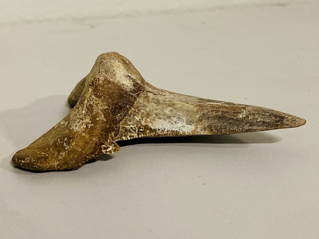 Otodus solokovi tand 8,6cm - afbeelding 3 van  4