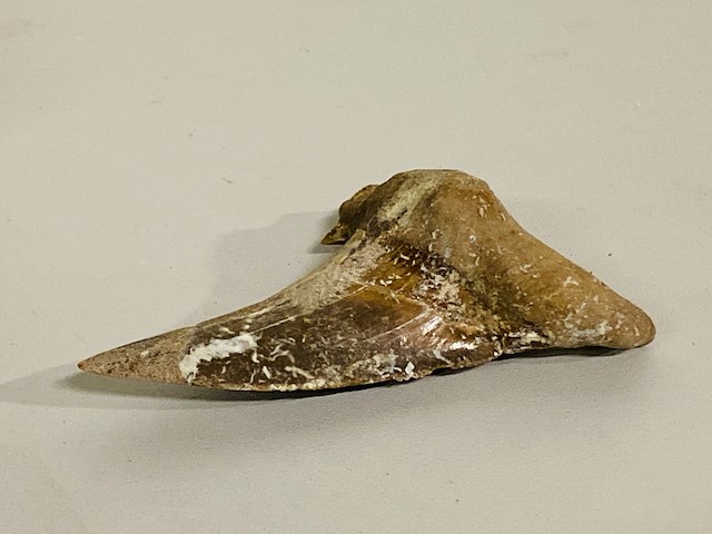 Otodus solokovi tand 8,6cm - afbeelding 4 van  4