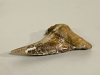 Otodus solokovi tand 8,6cm - afbeelding 4 van  4