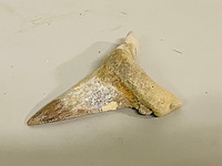 Otodus solokovi tand - afbeelding 1 van  5