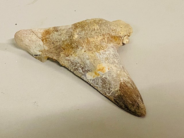 Otodus solokovi tand - afbeelding 2 van  5