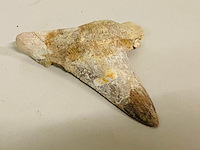 Otodus solokovi tand - afbeelding 2 van  5