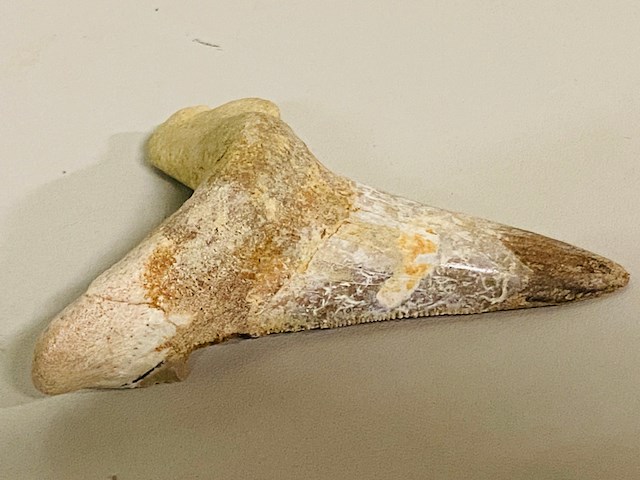 Otodus solokovi tand - afbeelding 3 van  5