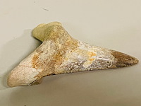 Otodus solokovi tand - afbeelding 3 van  5