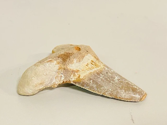 Otodus solokovi tand - afbeelding 1 van  5