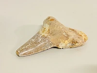Otodus solokovi tand - afbeelding 2 van  5