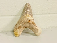 Otodus solokovi tand - afbeelding 3 van  5