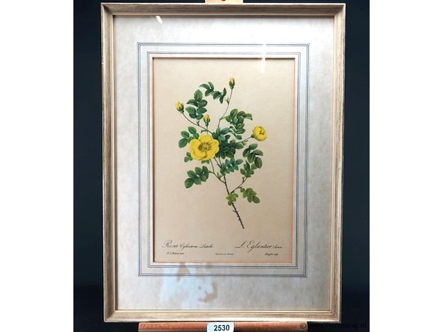 Oude druk rosa eglanteria luteola - afbeelding 1 van  5