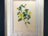 Oude druk rosa eglanteria luteola - afbeelding 1 van  5