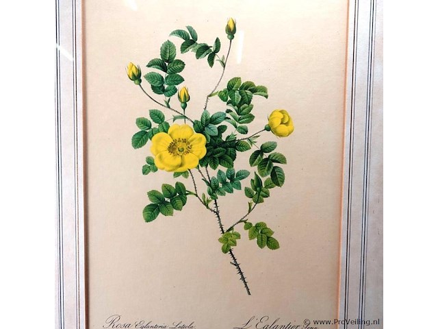 Oude druk rosa eglanteria luteola - afbeelding 2 van  5
