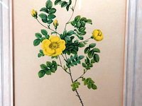 Oude druk rosa eglanteria luteola - afbeelding 2 van  5