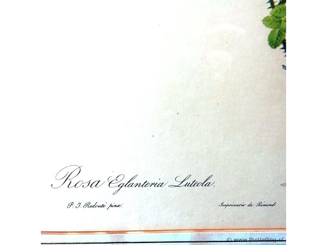 Oude druk rosa eglanteria luteola - afbeelding 3 van  5