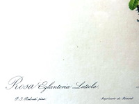 Oude druk rosa eglanteria luteola - afbeelding 3 van  5