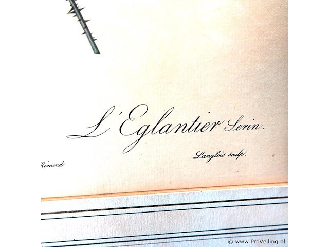 Oude druk rosa eglanteria luteola - afbeelding 4 van  5