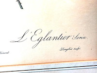 Oude druk rosa eglanteria luteola - afbeelding 4 van  5