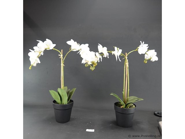 Paar kunst orchideeën - afbeelding 1 van  5