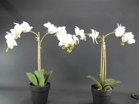 Paar kunst orchideeën - afbeelding 1 van  5