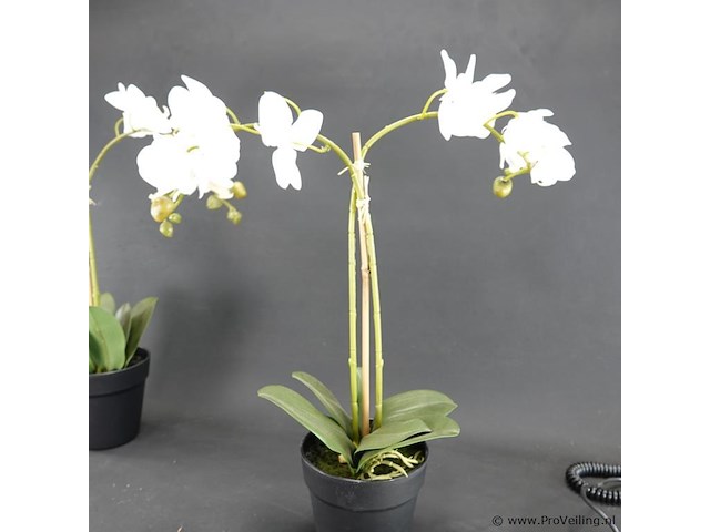 Paar kunst orchideeën - afbeelding 3 van  5