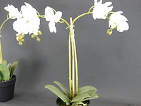 Paar kunst orchideeën - afbeelding 3 van  5