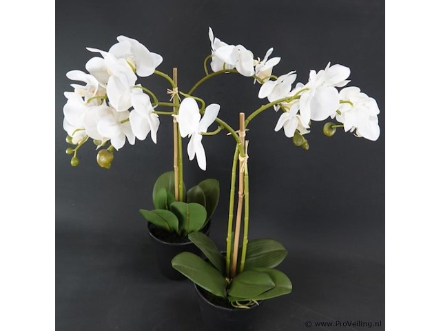 Paar kunst orchideeën - afbeelding 4 van  5