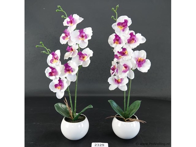 Paar orchideeën in porseleinen pot - afbeelding 1 van  5
