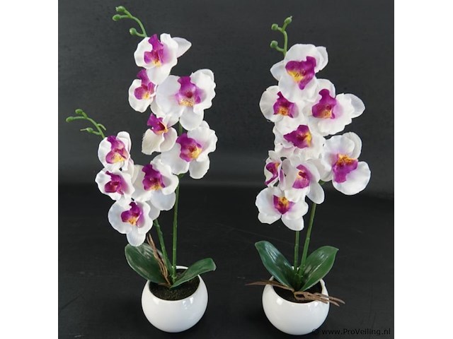 Paar orchideeën in porseleinen pot - afbeelding 2 van  5
