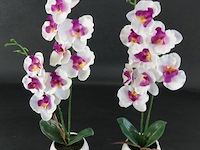 Paar orchideeën in porseleinen pot - afbeelding 2 van  5