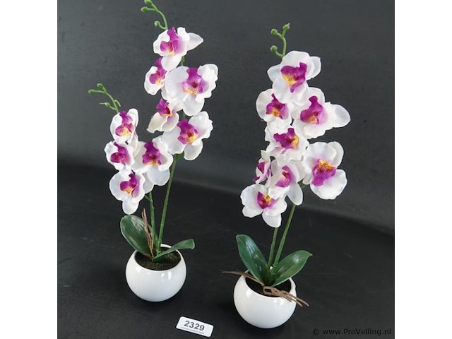 Paar orchideeën in porseleinen pot - afbeelding 3 van  5
