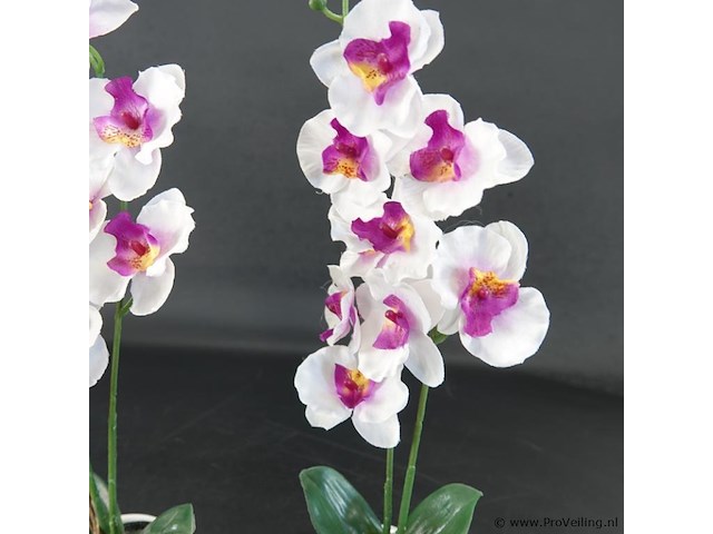 Paar orchideeën in porseleinen pot - afbeelding 4 van  5
