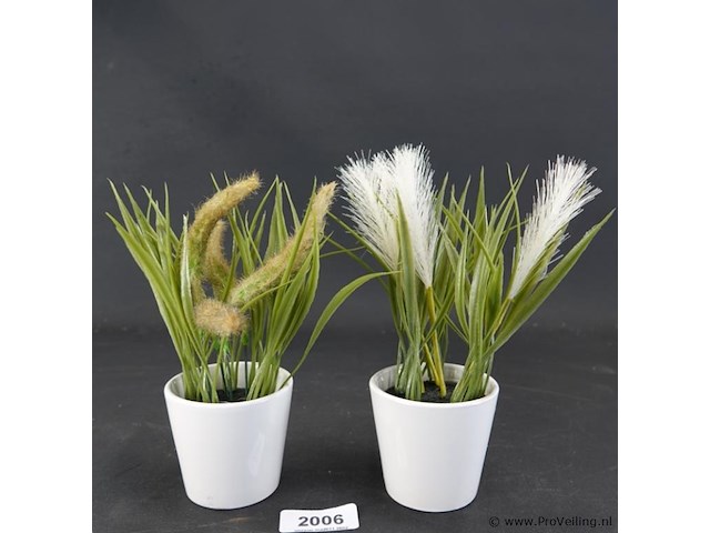 Paar plantjes in keramieken potten - afbeelding 1 van  5