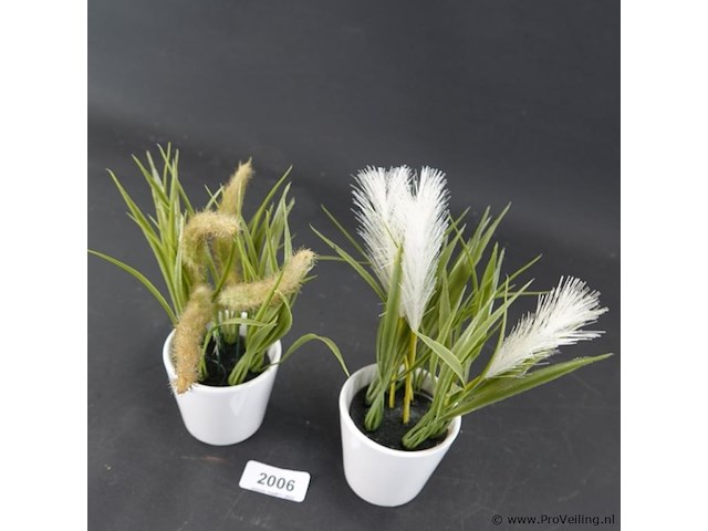 Paar plantjes in keramieken potten - afbeelding 2 van  5