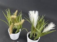 Paar plantjes in keramieken potten - afbeelding 2 van  5