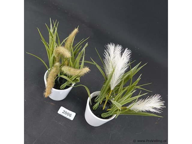 Paar plantjes in keramieken potten - afbeelding 3 van  5